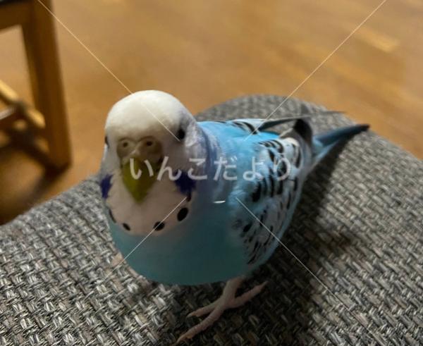 迷い鳥の写真