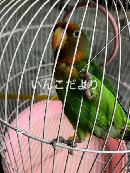 保護鳥の写真