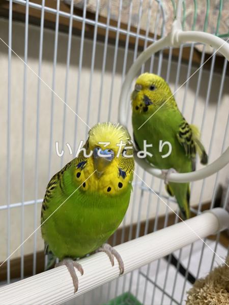 迷い鳥の写真