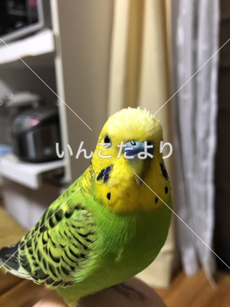 迷い鳥の写真