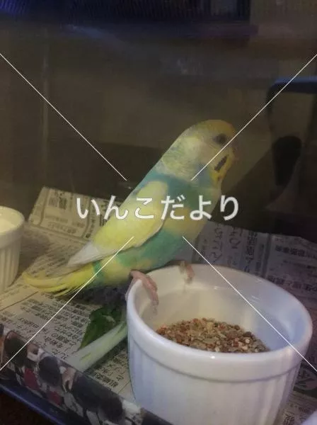 保護鳥の写真