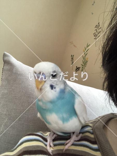 迷い鳥の写真