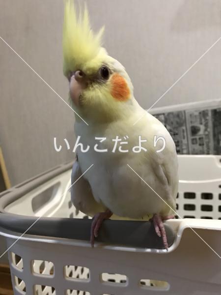 迷い鳥の写真