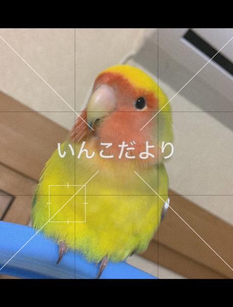 迷い鳥の写真