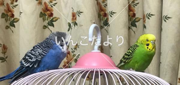 迷い鳥の写真