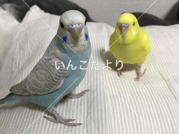 迷い鳥の写真