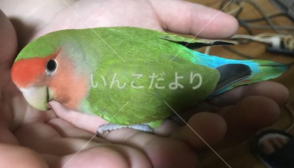 迷い鳥の写真