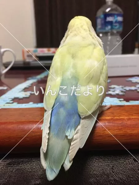 迷い鳥の写真