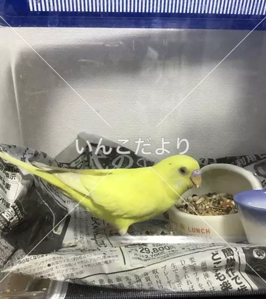 保護鳥の写真