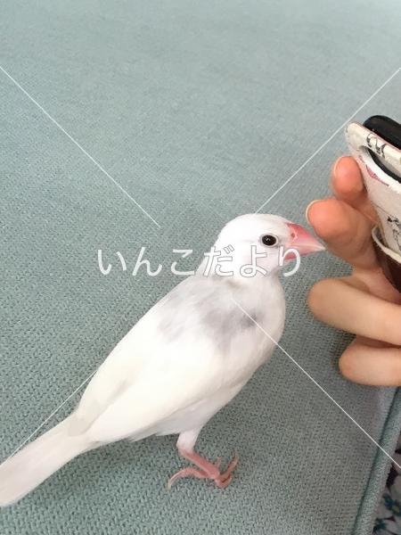 迷い鳥の写真