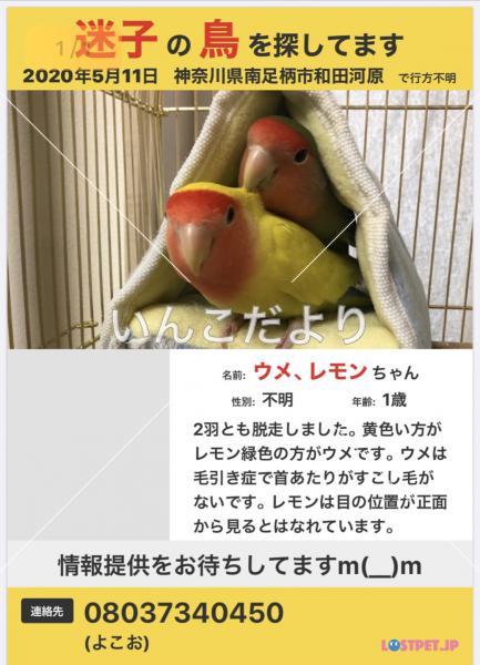 迷い鳥の写真