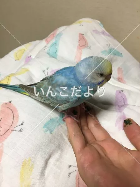 保護鳥の写真