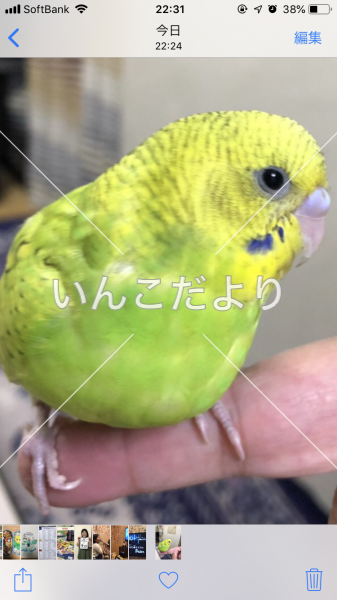 迷い鳥の写真