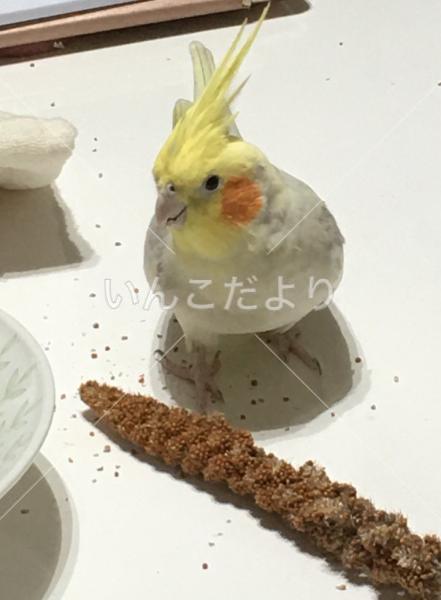 迷い鳥の写真