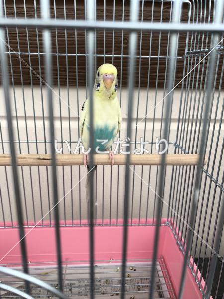 保護鳥の写真