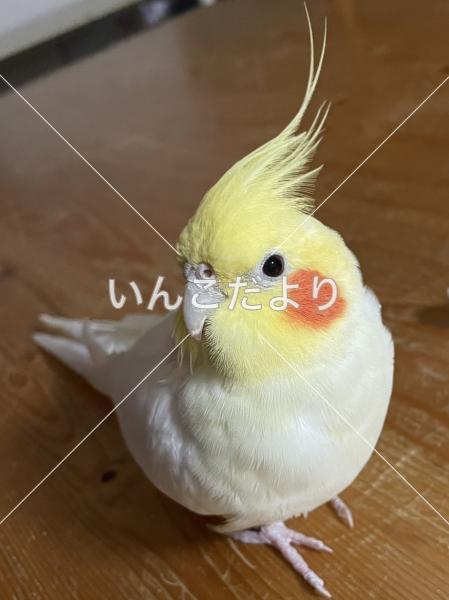 迷い鳥の写真