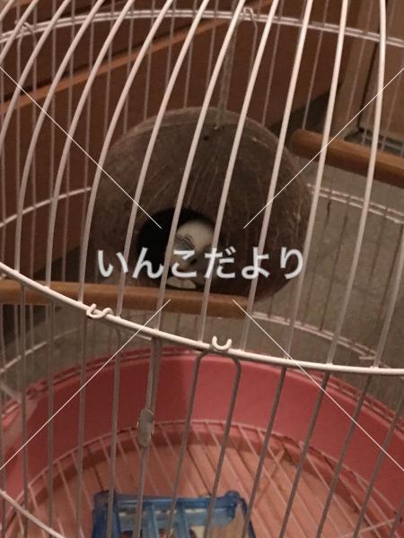 迷い鳥の写真