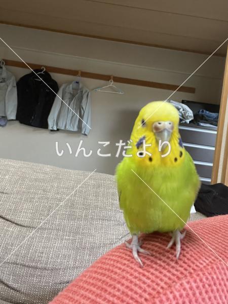 迷い鳥の写真