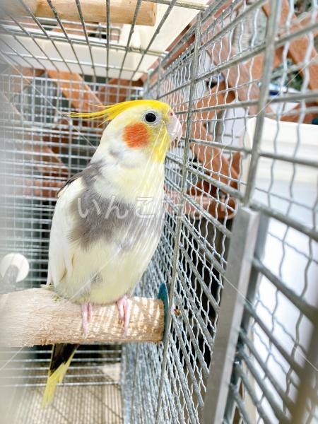 迷い鳥の写真
