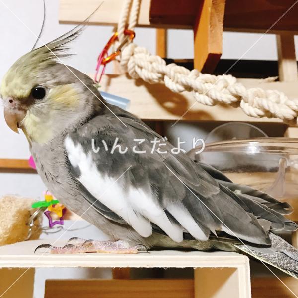 迷い鳥の写真