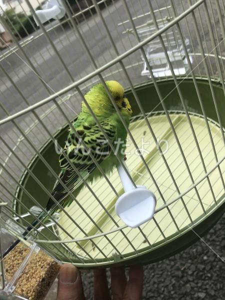 保護鳥の写真