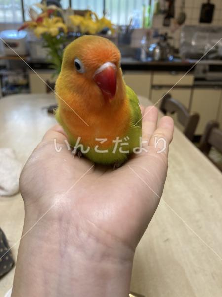 迷い鳥の写真