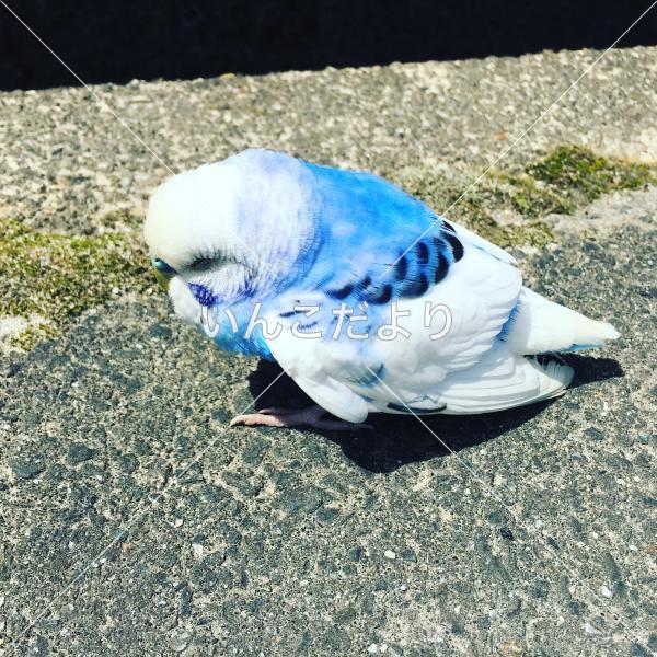 保護鳥の写真