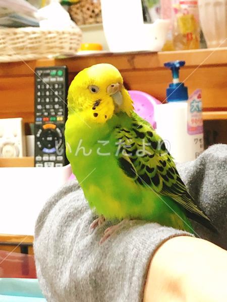 迷い鳥の写真