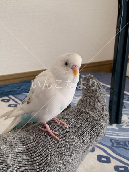 迷い鳥の写真