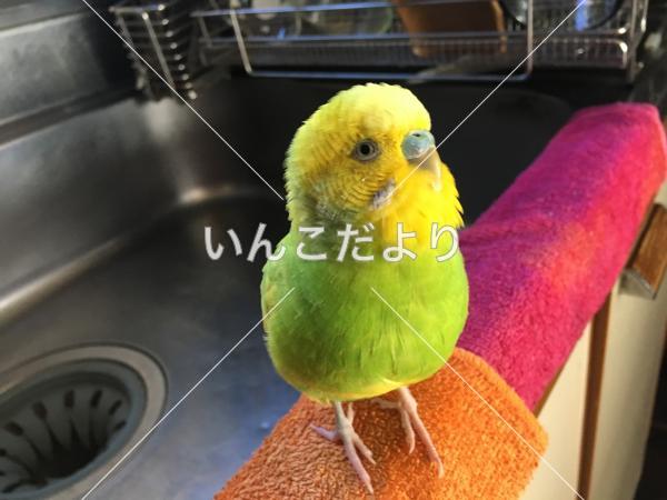 迷い鳥の写真