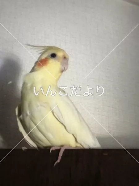 迷い鳥の写真