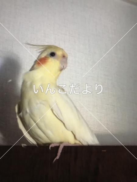 迷い鳥の写真