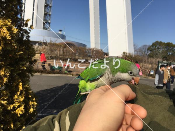 迷い鳥の写真