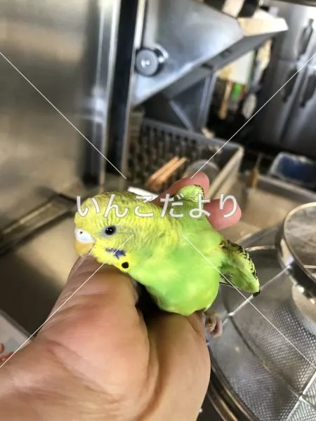 保護鳥の写真