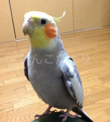迷い鳥の写真