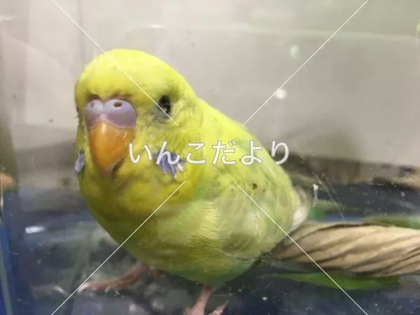 保護鳥の写真