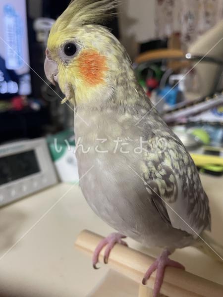 迷い鳥の写真