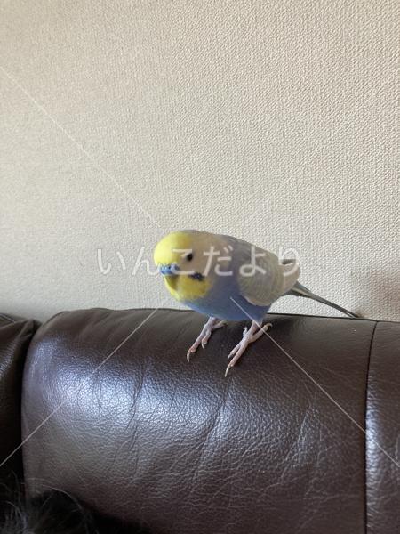 迷い鳥の写真