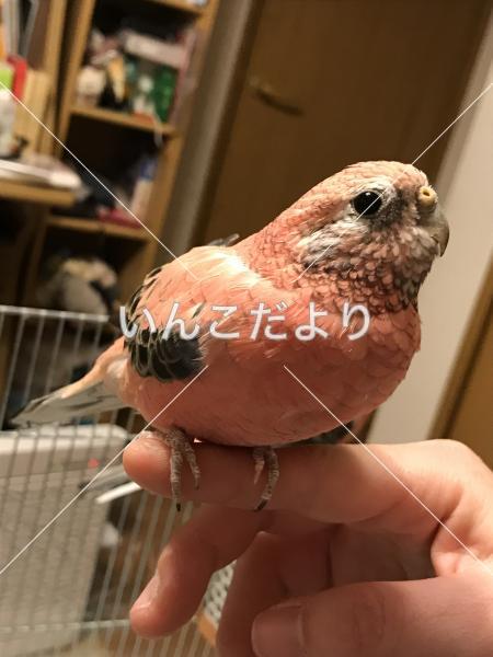 迷い鳥の写真