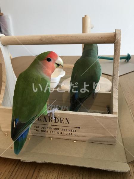 迷い鳥の写真