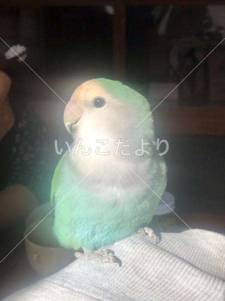 迷い鳥の写真