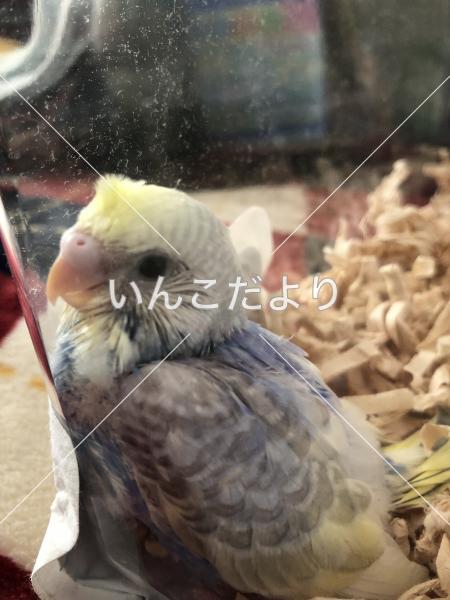 迷い鳥の写真