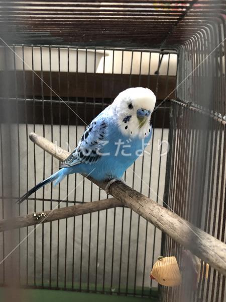 保護鳥の写真