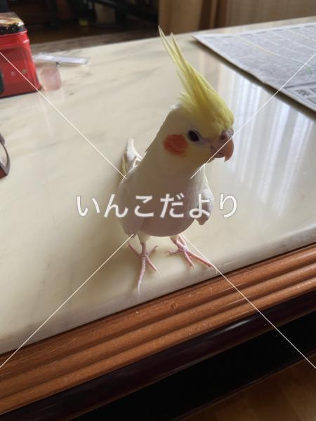 迷い鳥の写真