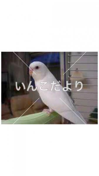 迷い鳥の写真