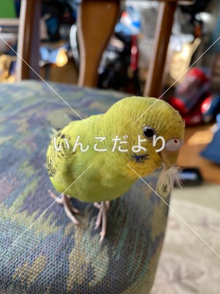 迷い鳥の写真