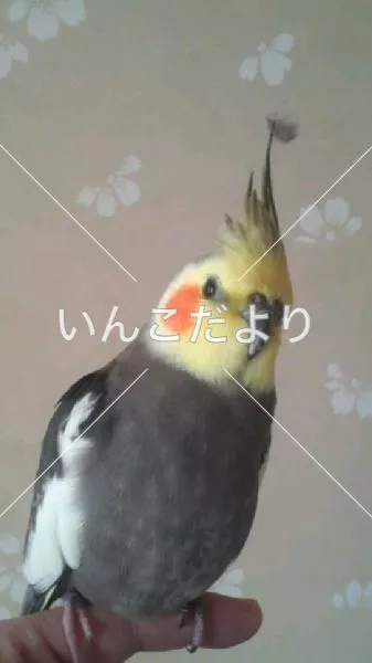 迷い鳥の写真