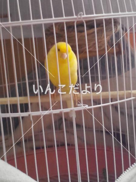 迷い鳥の写真