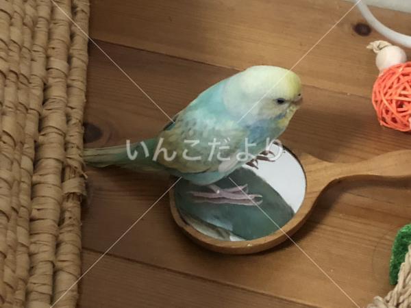 迷い鳥の写真