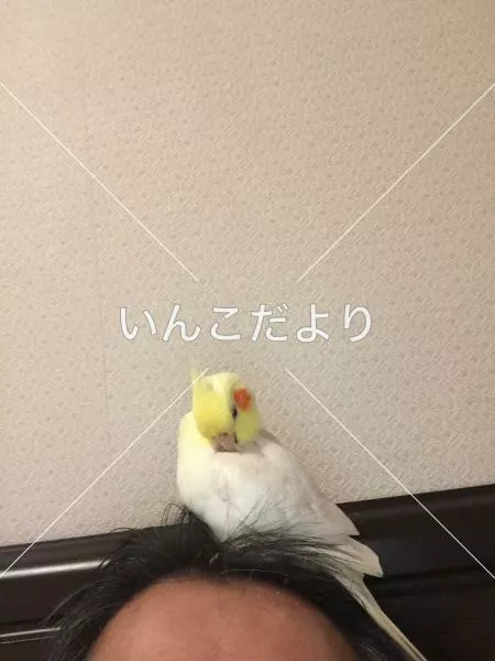迷い鳥の写真